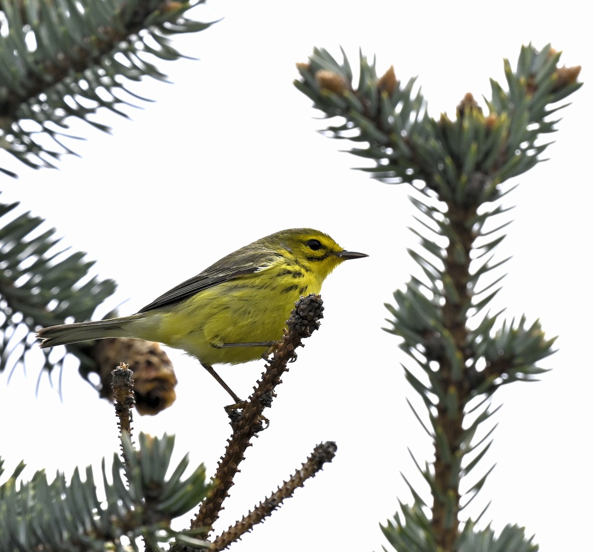 Prairie Warbler - Eric Titcomb