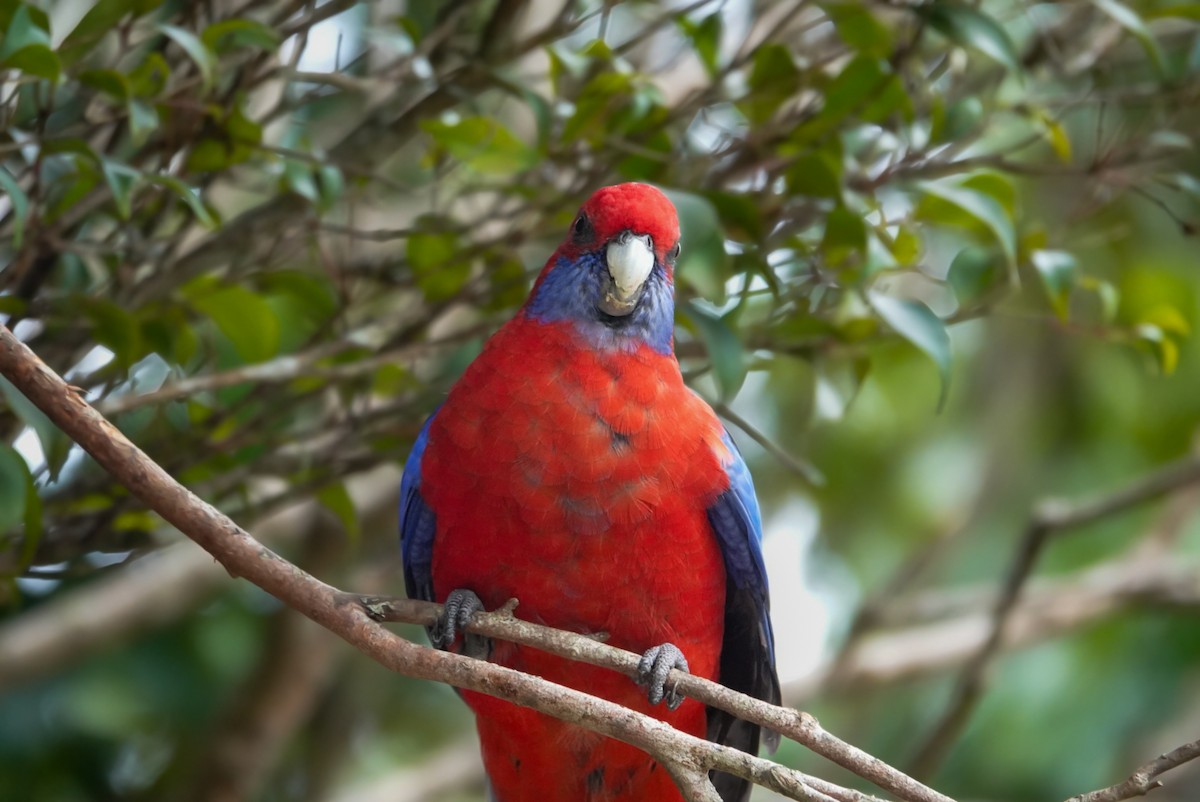 Crimson Rosella - Alfie Benbow