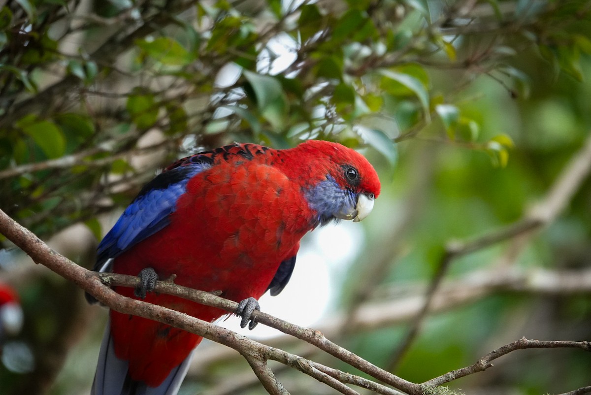 Crimson Rosella - ML618606165