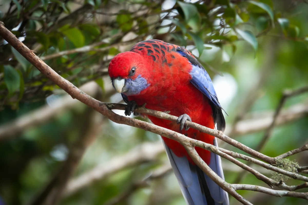 Crimson Rosella - ML618606166