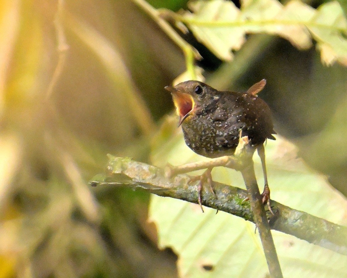 Spotted Elachura - ML618606226