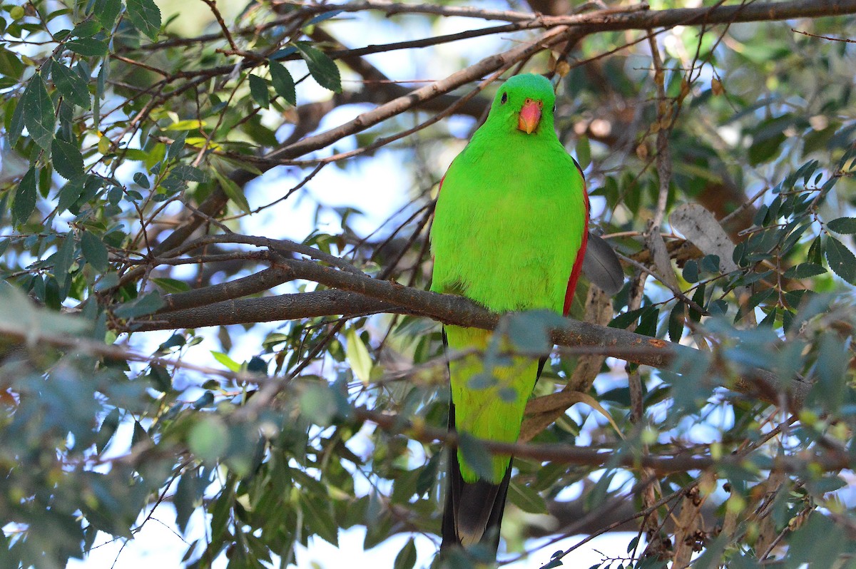 Red-winged Parrot - Peter Dunstan