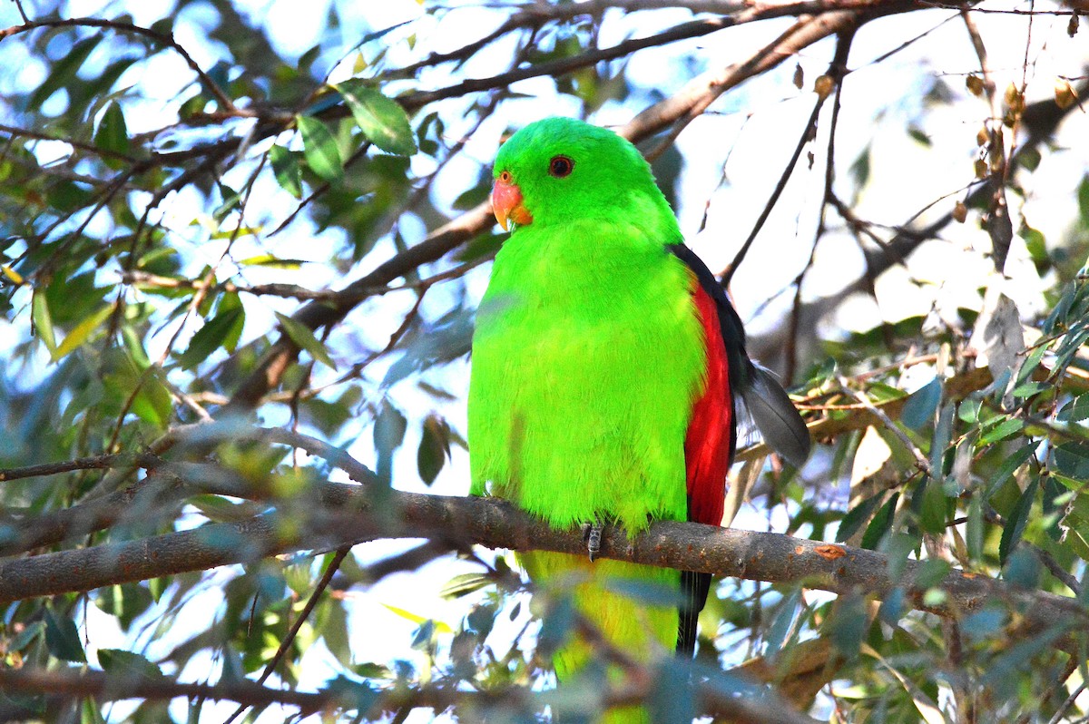 Red-winged Parrot - Peter Dunstan