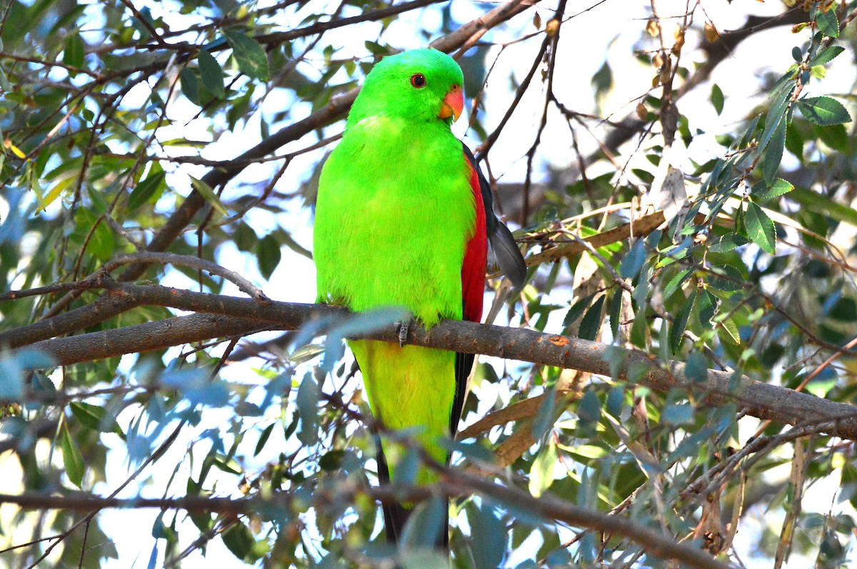 Red-winged Parrot - Peter Dunstan