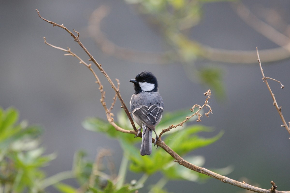 Asian Tit (Cinereous) - Sathyan Meppayur