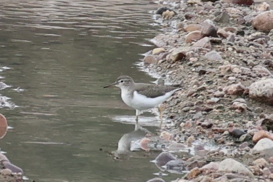 Spotted Sandpiper - ML618606315