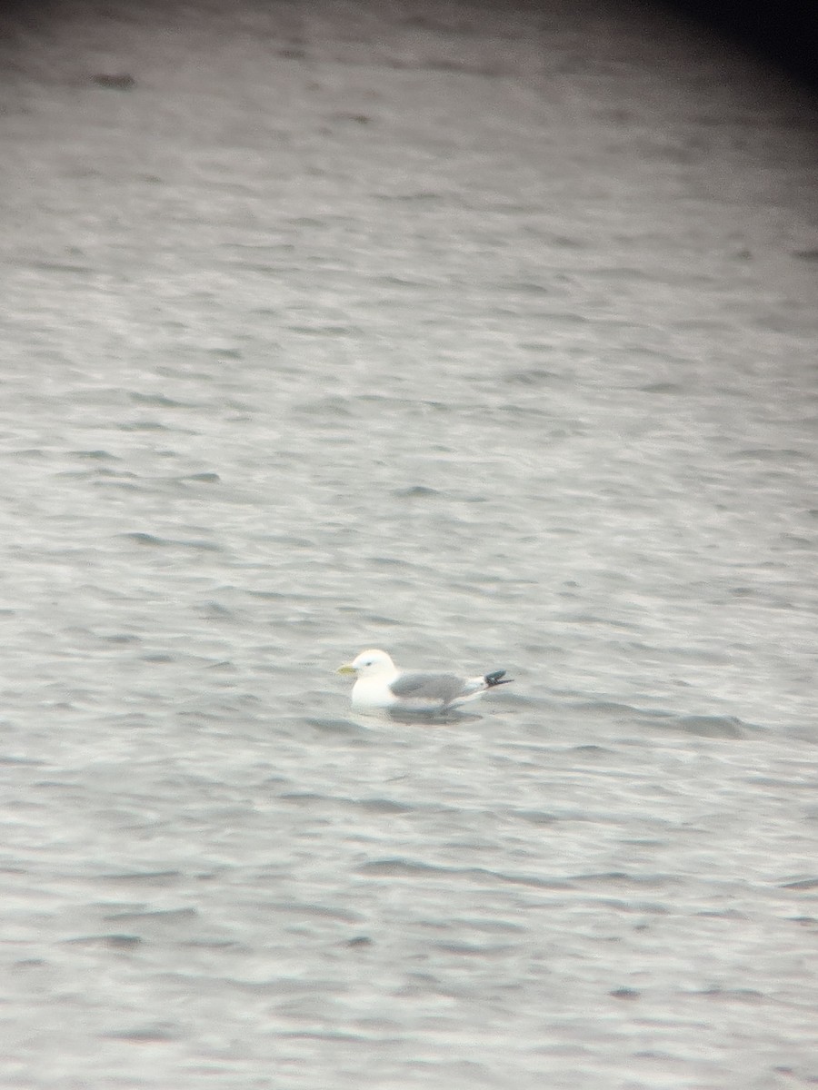 Black-legged Kittiwake - ML618606319