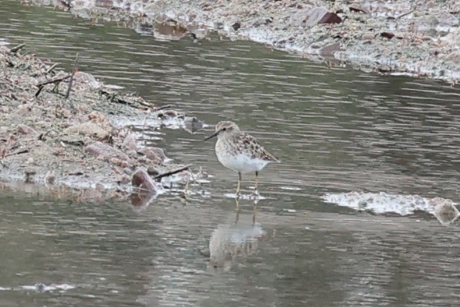 pygmésnipe - ML618606324