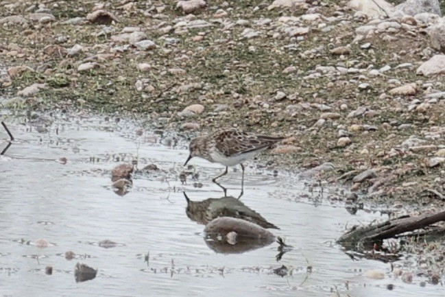 Least Sandpiper - Andrew William