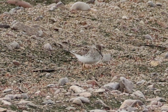 Least Sandpiper - ML618606327