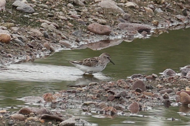 Least Sandpiper - Andrew William