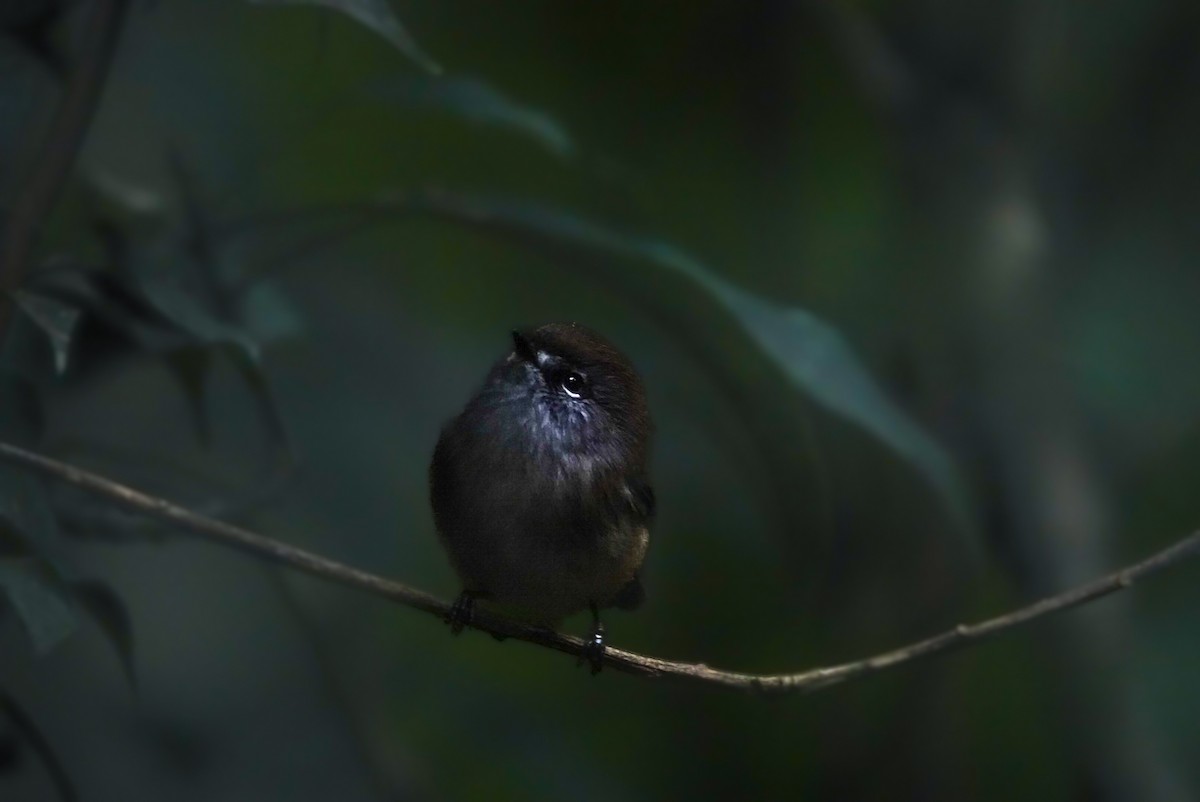 Brown Gerygone - Alfie Benbow