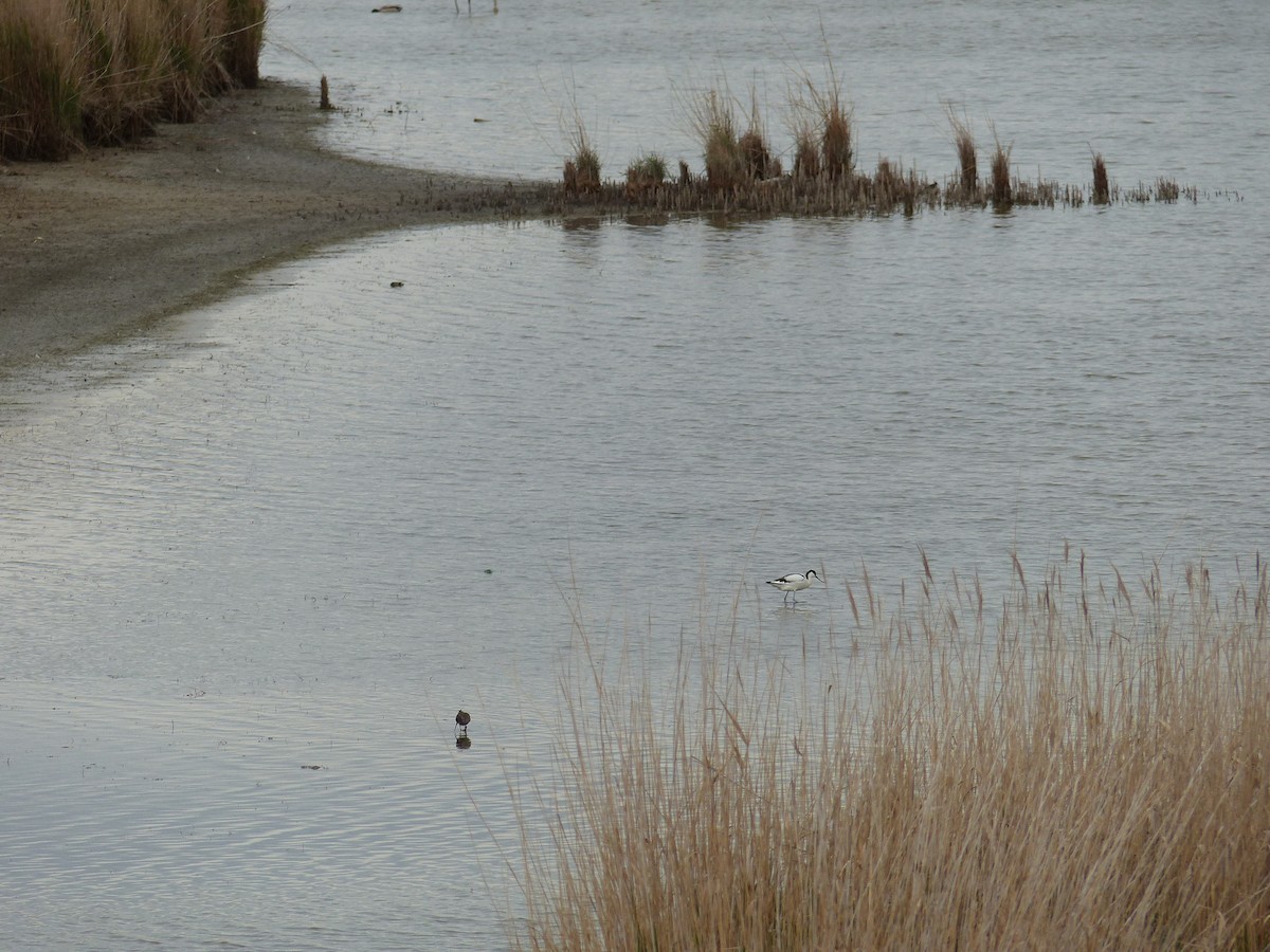 Pied Avocet - ML618606378