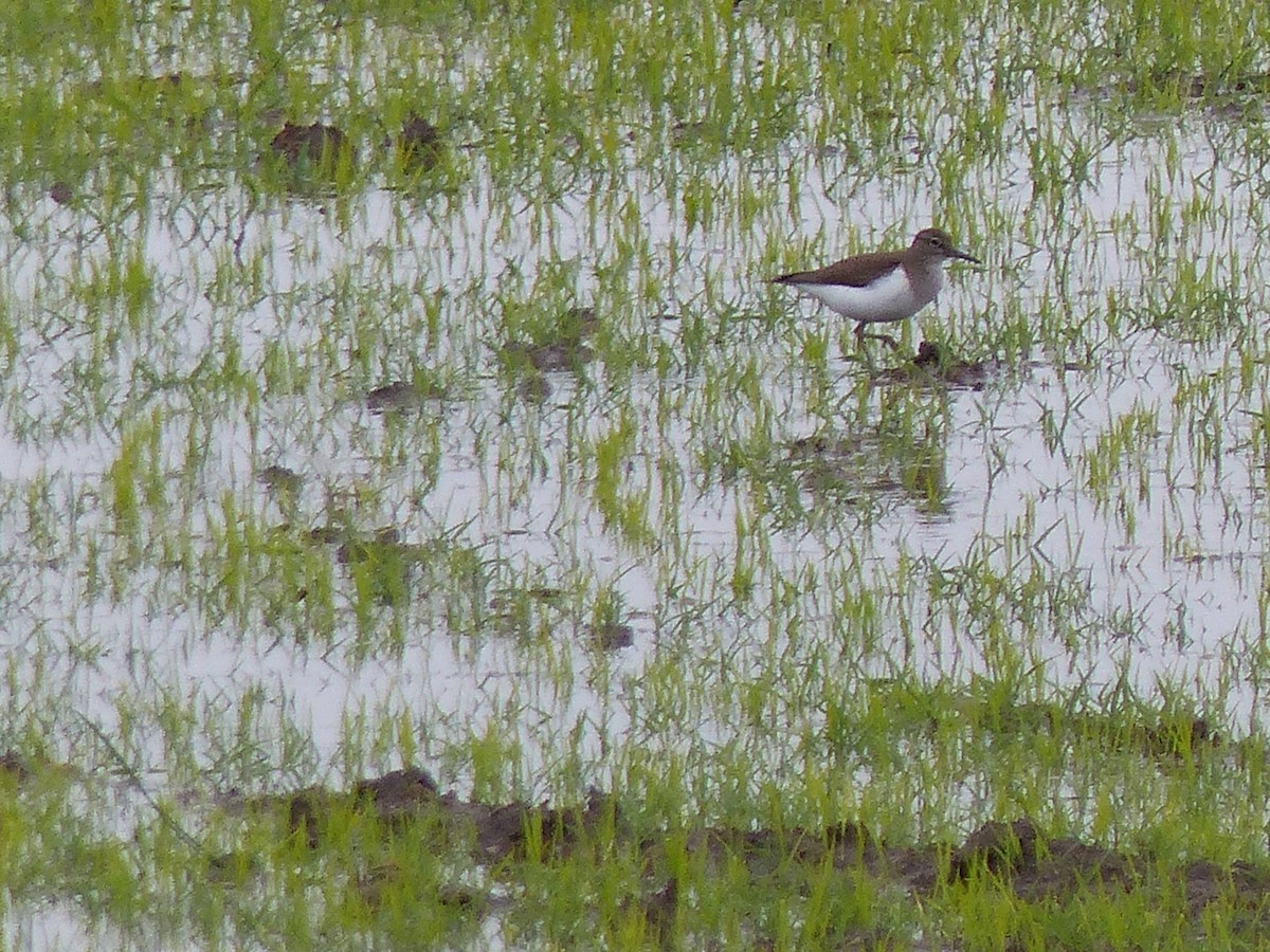 Common Sandpiper - ML618606437