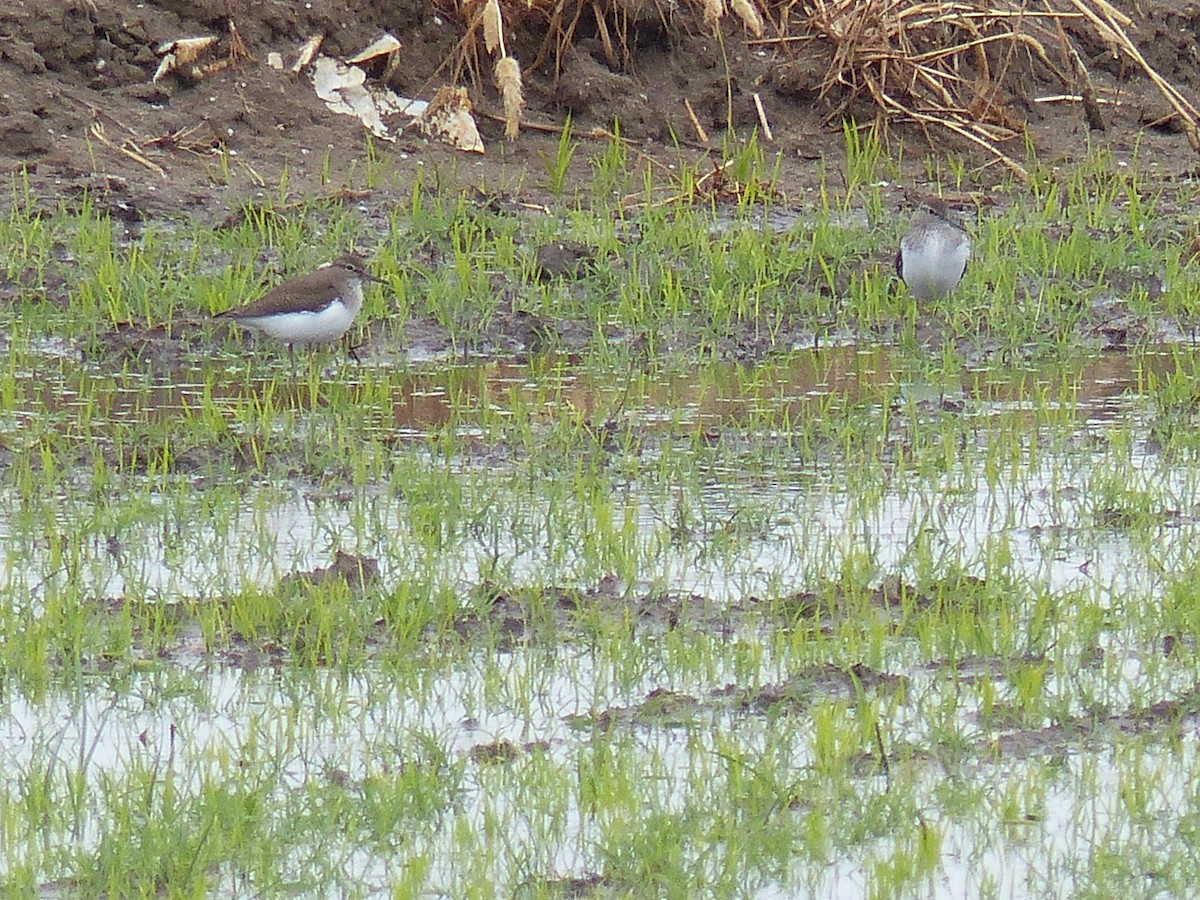 Common Sandpiper - Jorge López Álvarez