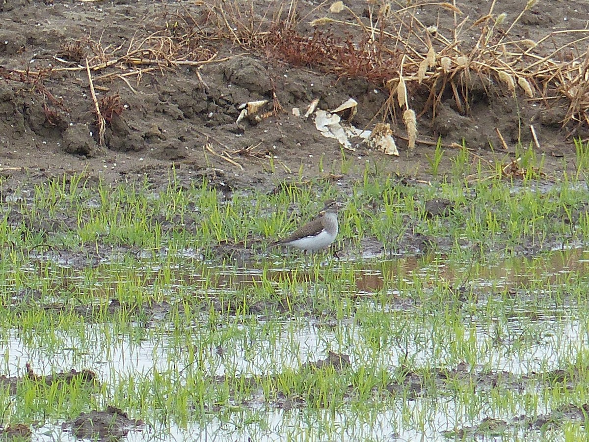 Common Sandpiper - ML618606442