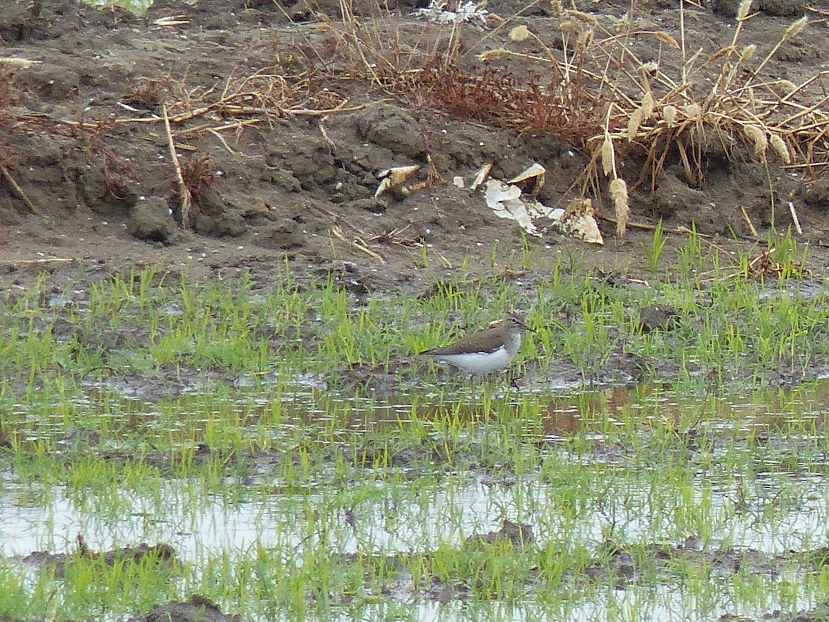 Common Sandpiper - ML618606443