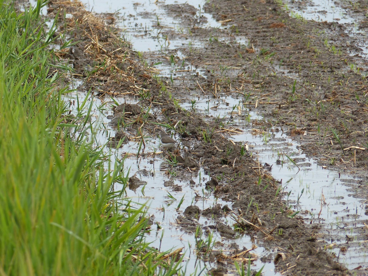 Common Sandpiper - ML618606444