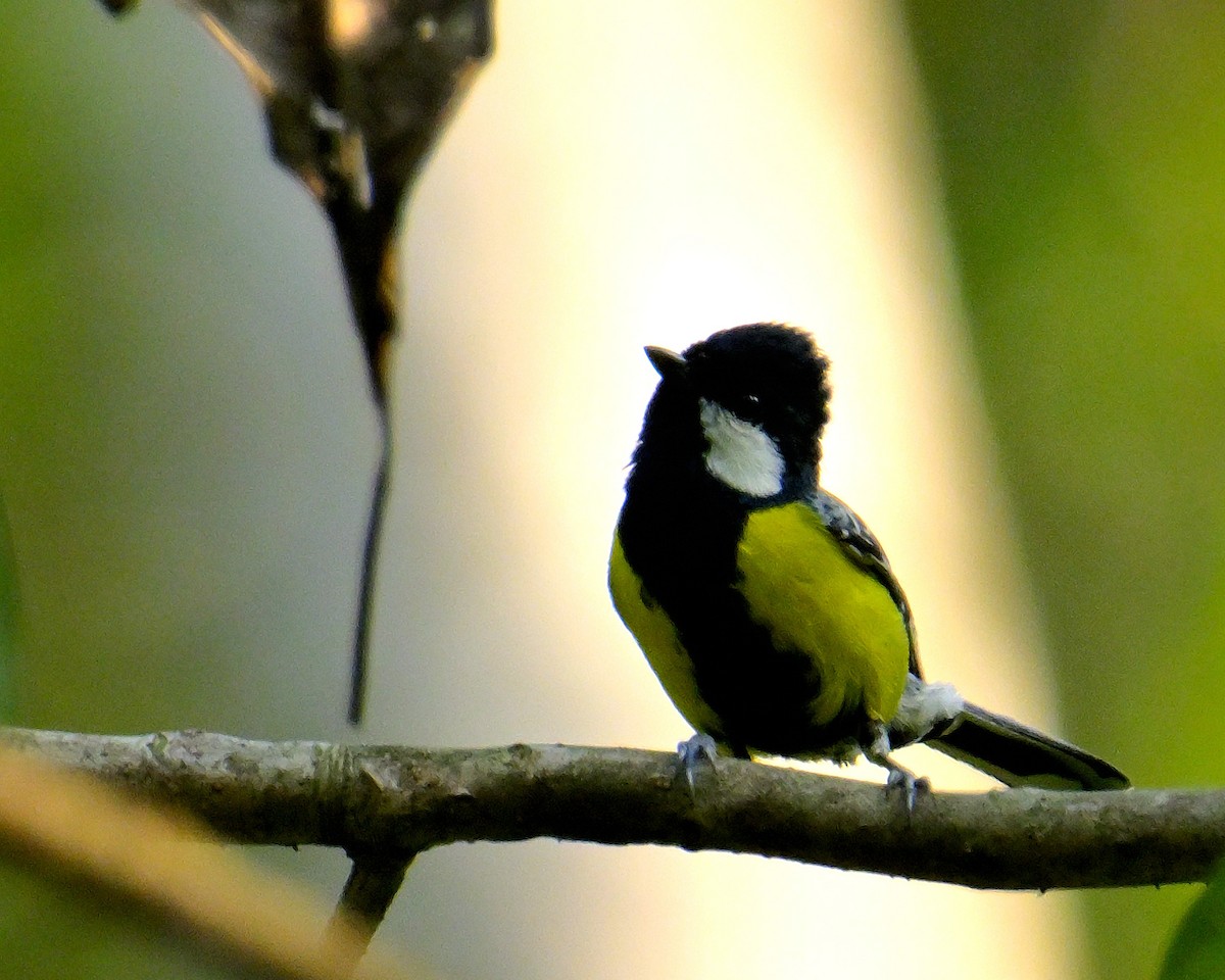 Green-backed Tit - ML618606445