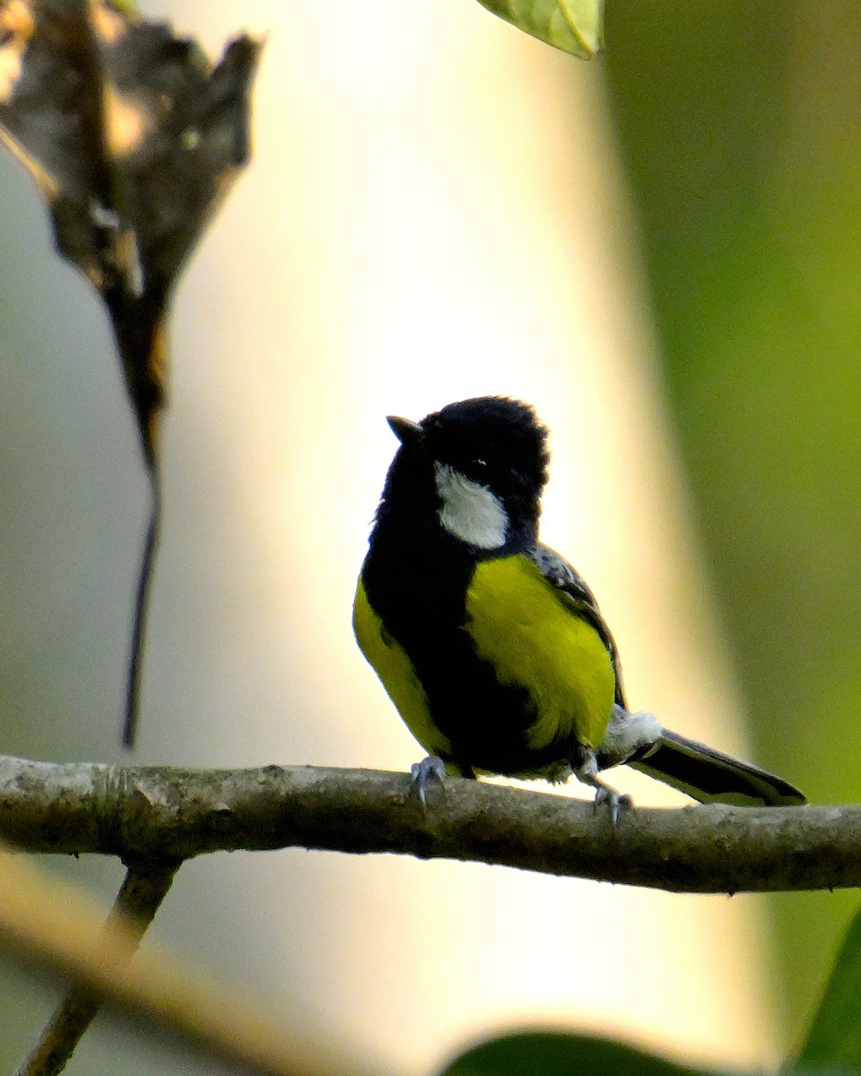 Green-backed Tit - ML618606446