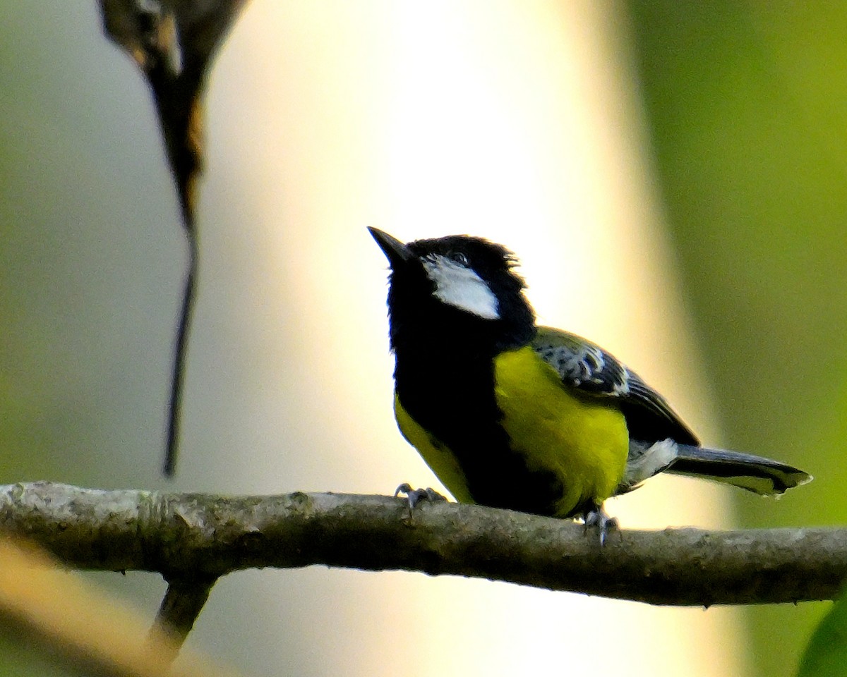 Green-backed Tit - ML618606447