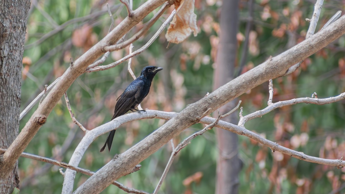 Crow-billed Drongo - Asim Hakeem