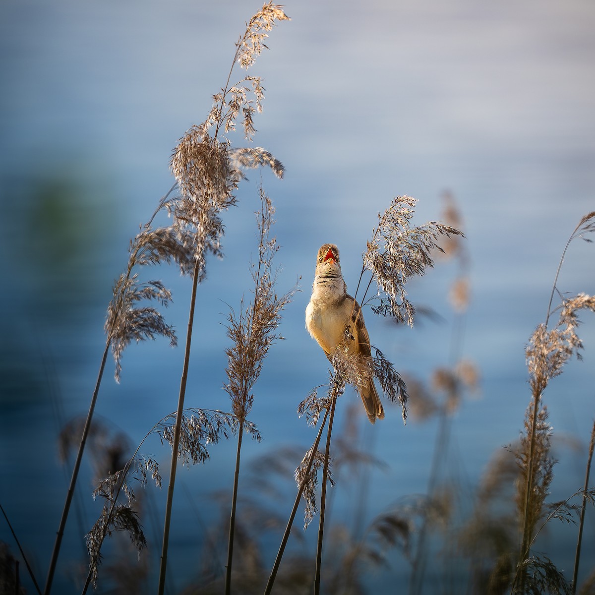 Great Reed Warbler - ML618606462