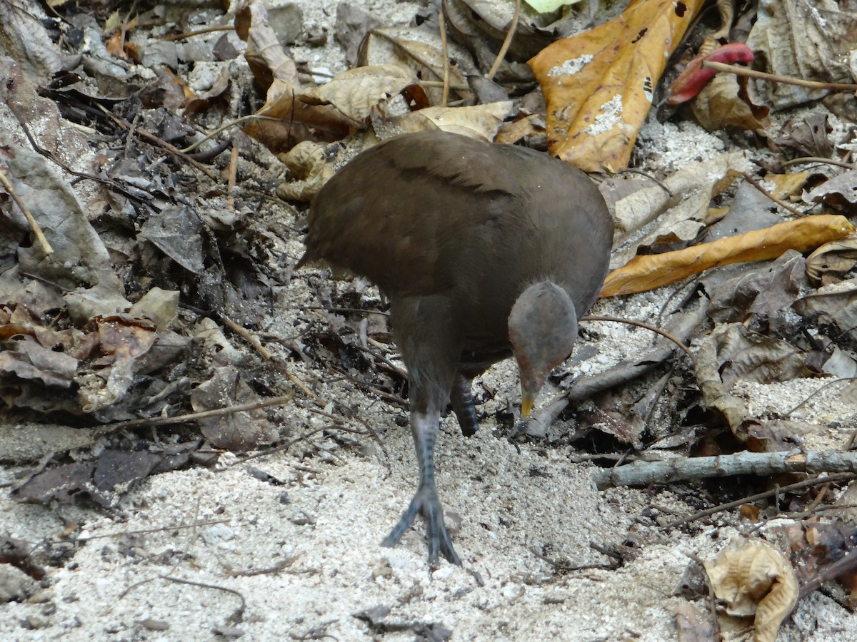 Philippine Megapode - ML618606487