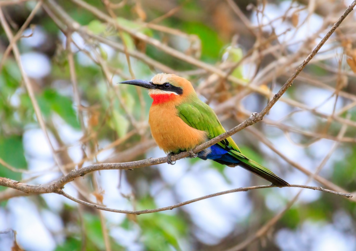 White-fronted Bee-eater - Alex Alaman