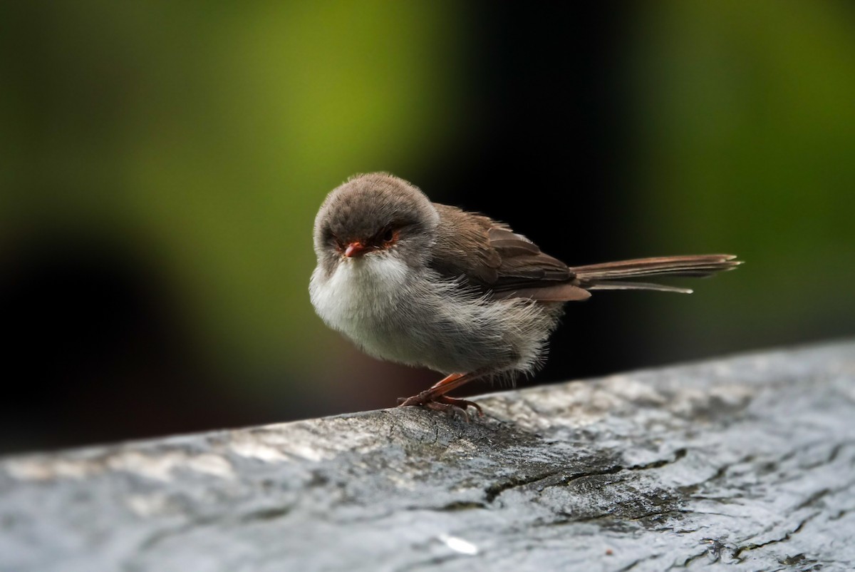 Superb Fairywren - Alfie Benbow