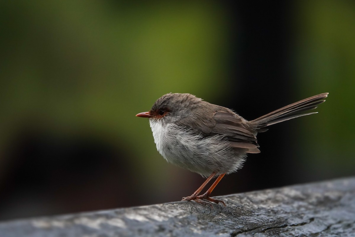 Superb Fairywren - ML618606513