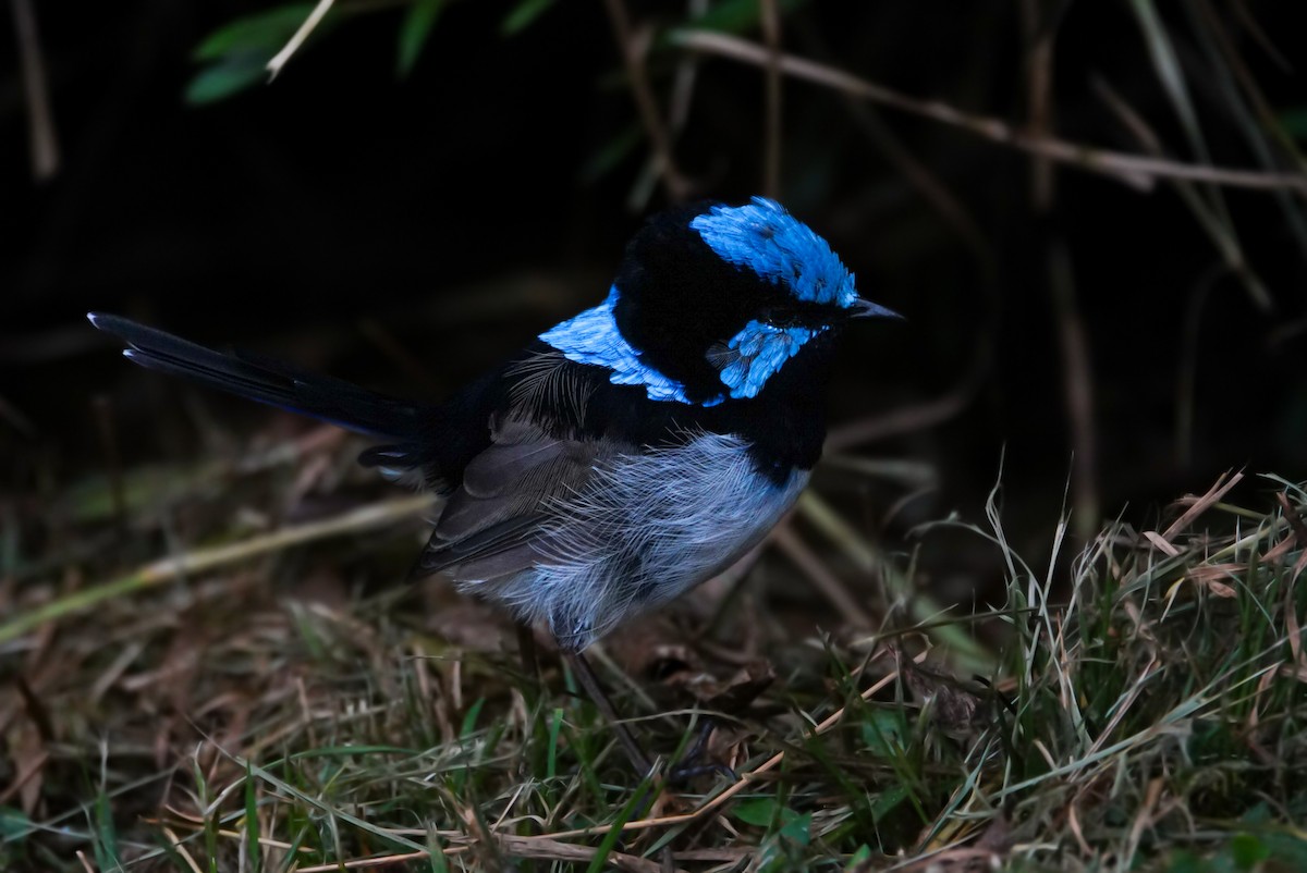 Superb Fairywren - ML618606515