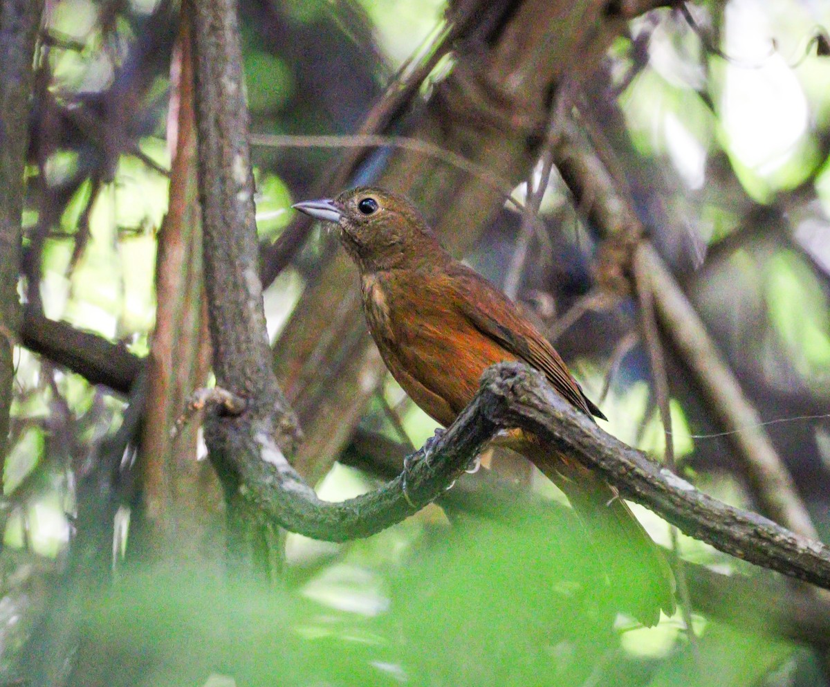 Ruby-crowned Tanager - ML618606578