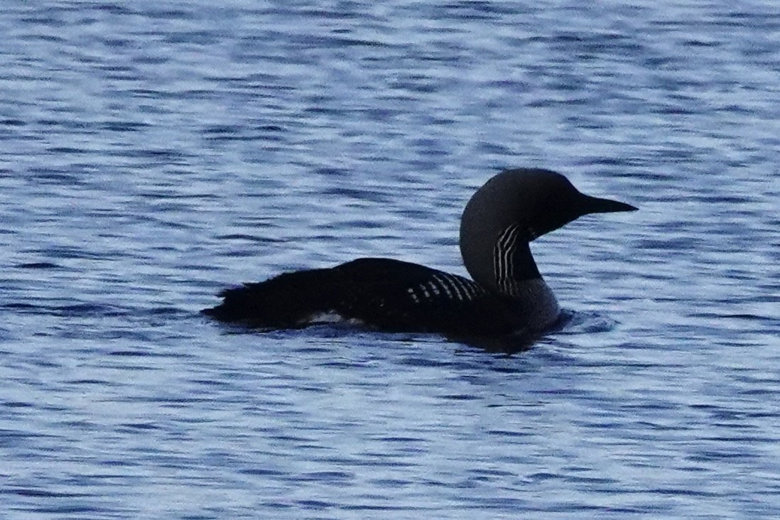 Arctic Loon - ML618606613