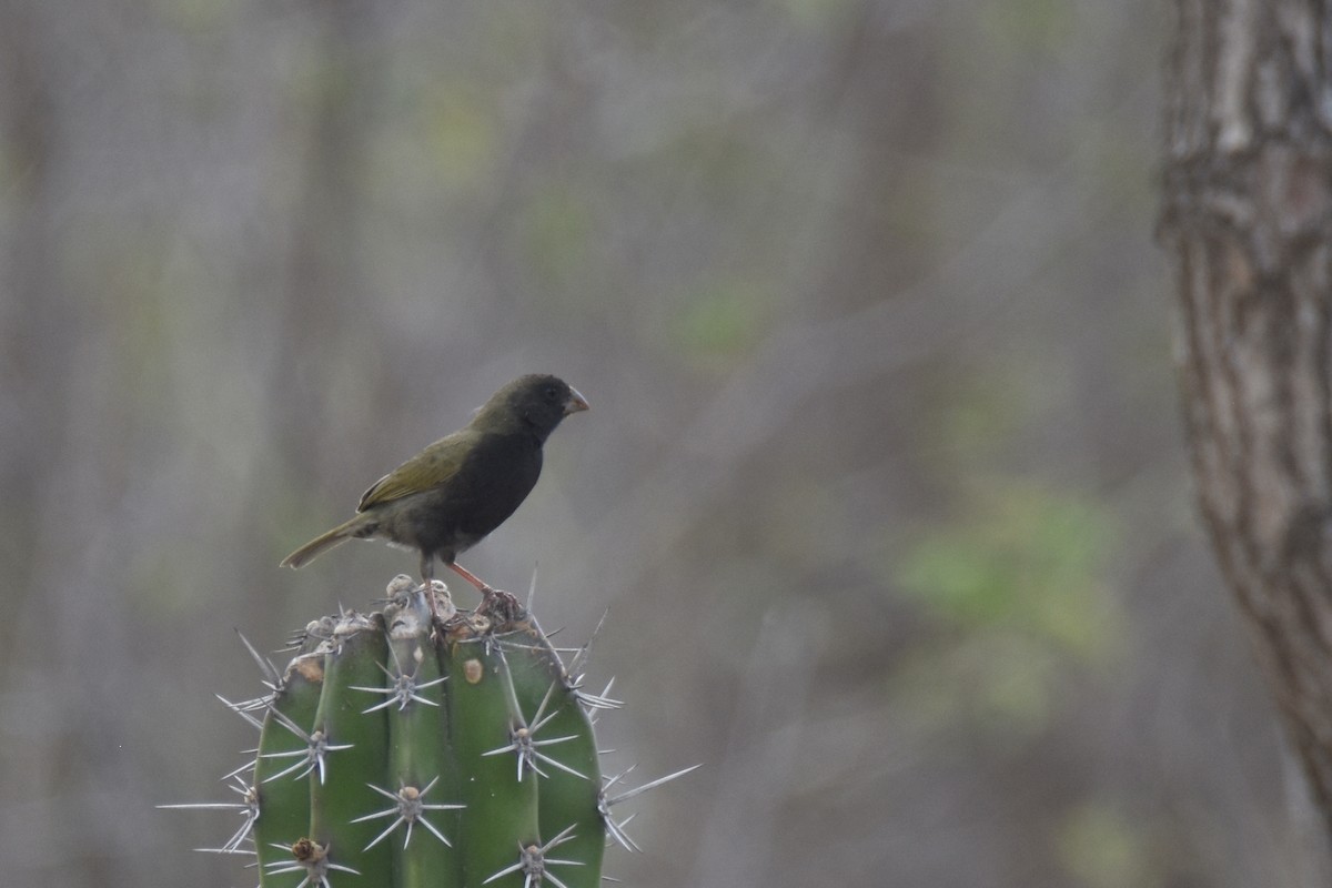 Black-faced Grassquit - Luke Berg