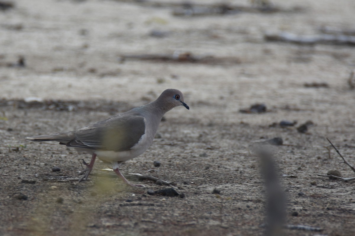 White-tipped Dove (White-tipped) - ML618606640