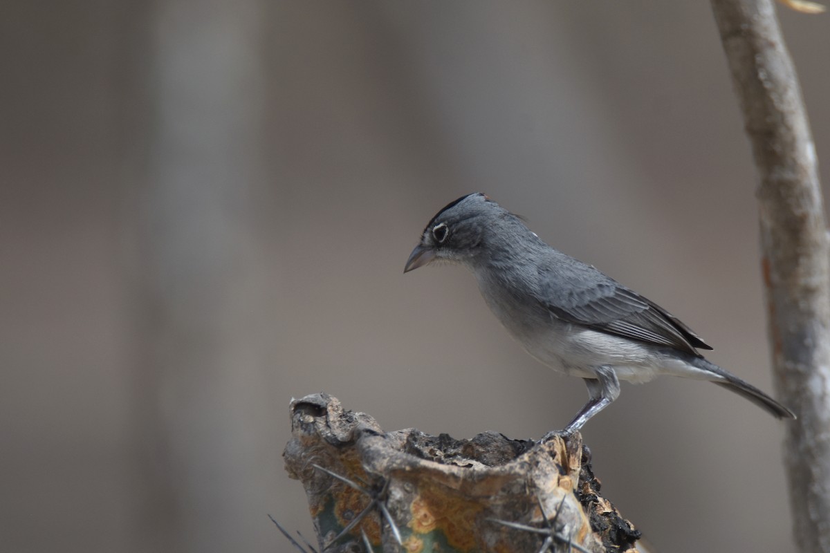 Pileated Finch - Luke Berg