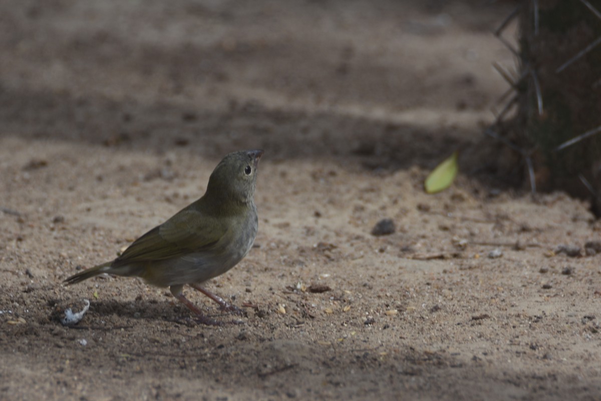 Black-faced Grassquit - Luke Berg