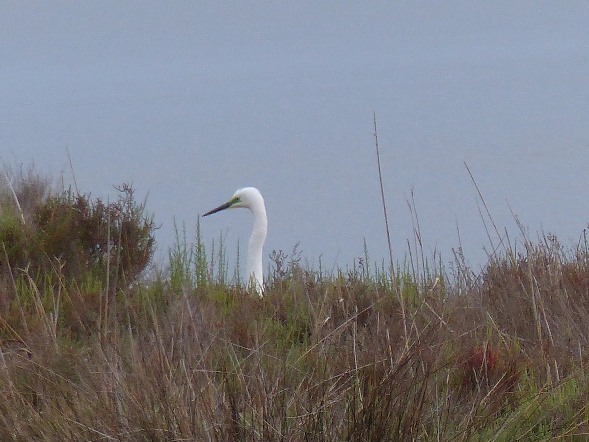 Great Egret - ML618606684