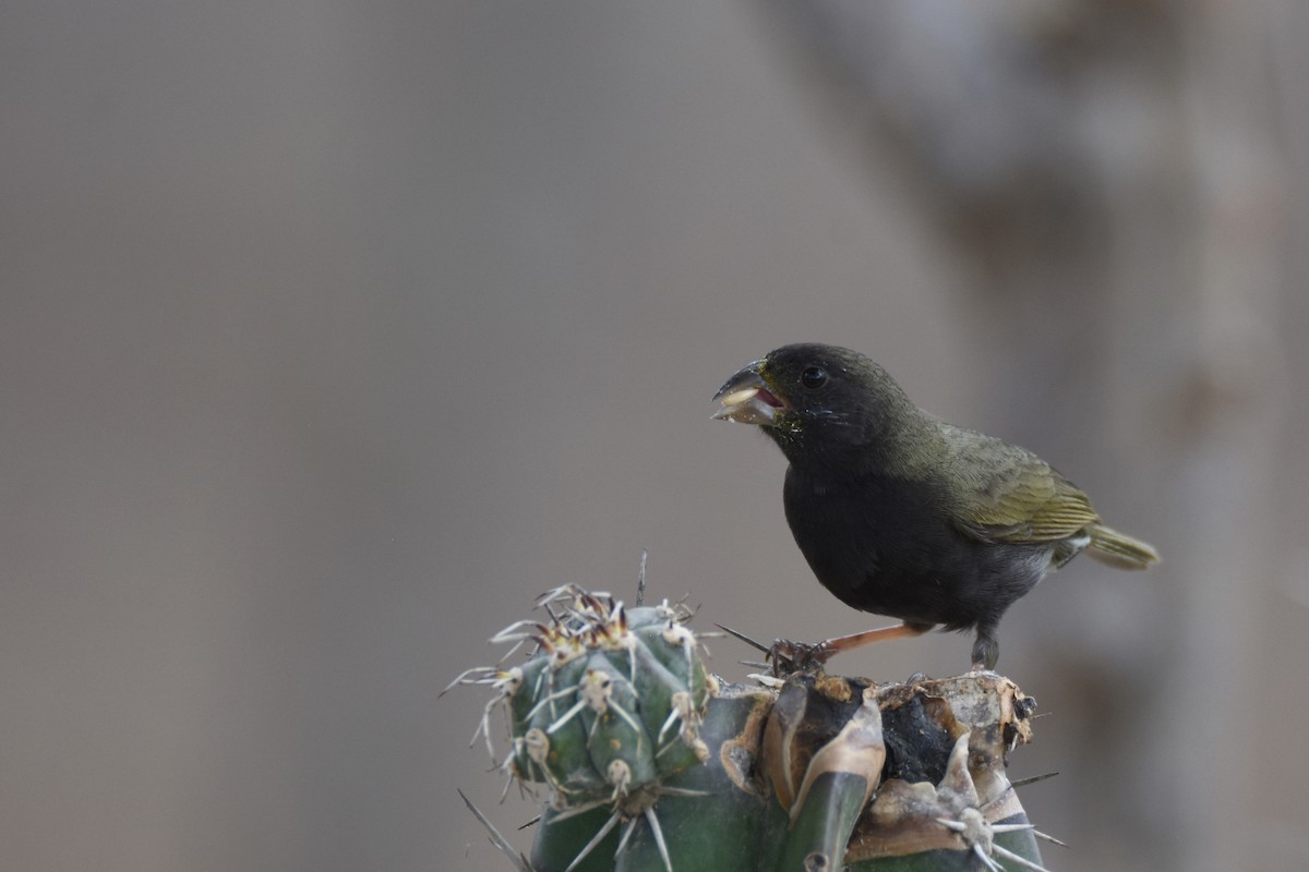 Black-faced Grassquit - Luke Berg