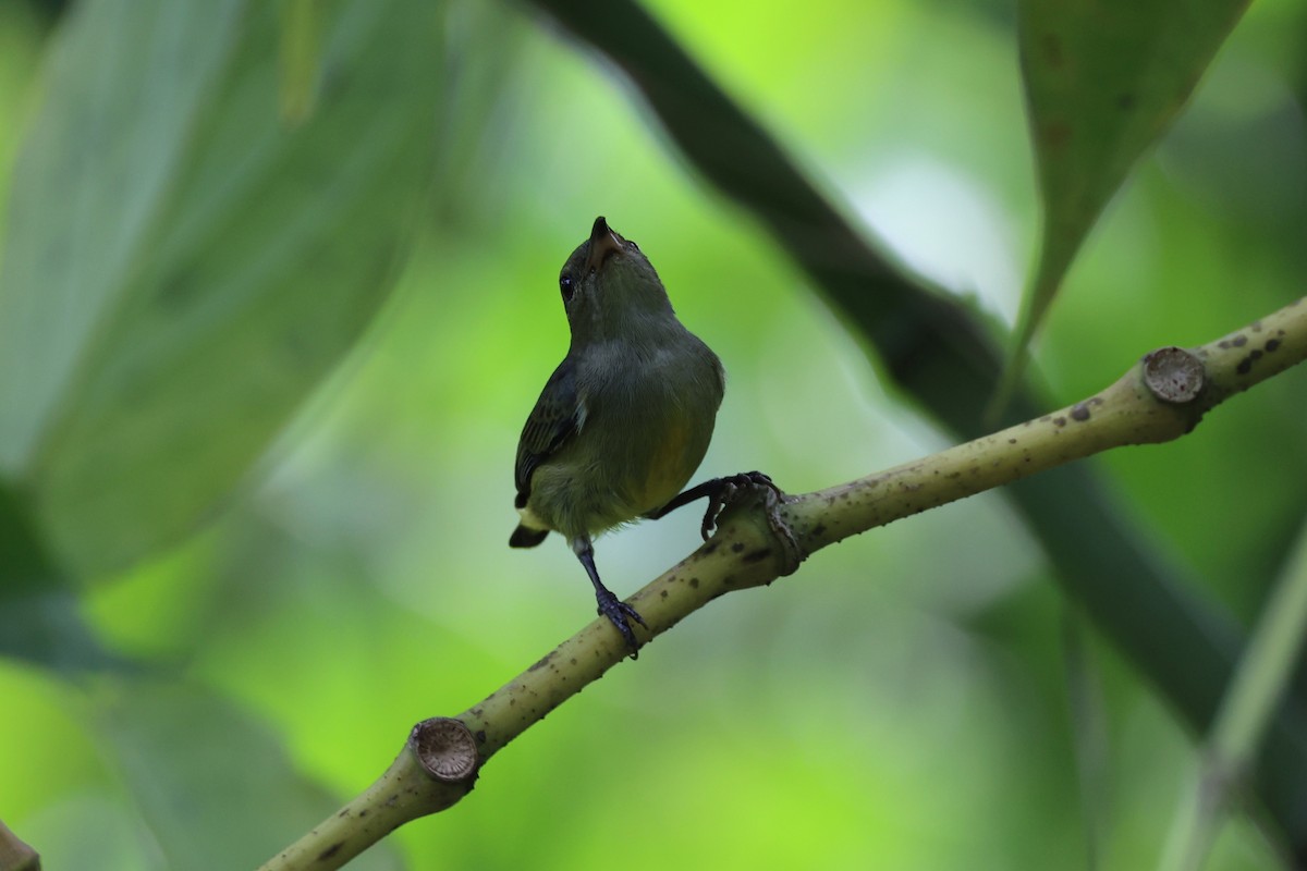 Orange-bellied Flowerpecker - Andrew William