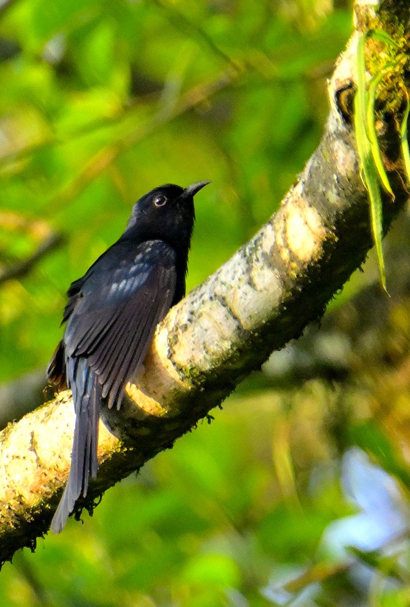 Square-tailed Drongo-Cuckoo - ML618606734