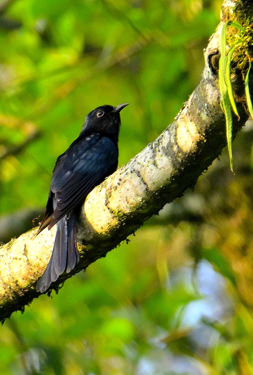 Square-tailed Drongo-Cuckoo - ML618606735