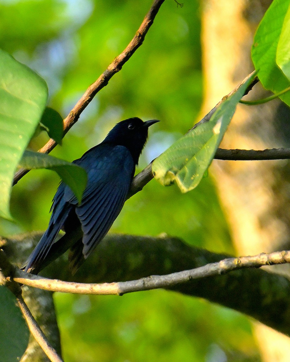 Square-tailed Drongo-Cuckoo - ML618606736