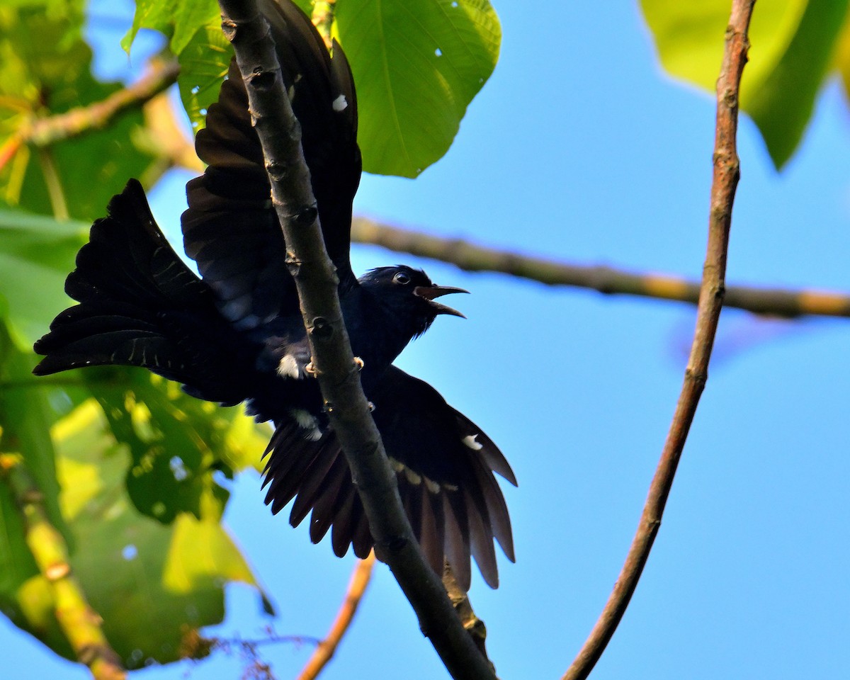 Square-tailed Drongo-Cuckoo - ML618606737