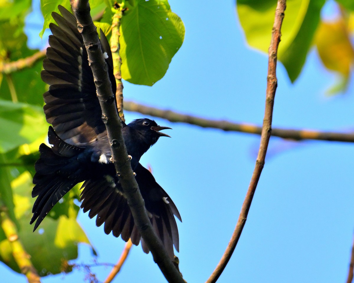 Square-tailed Drongo-Cuckoo - ML618606738