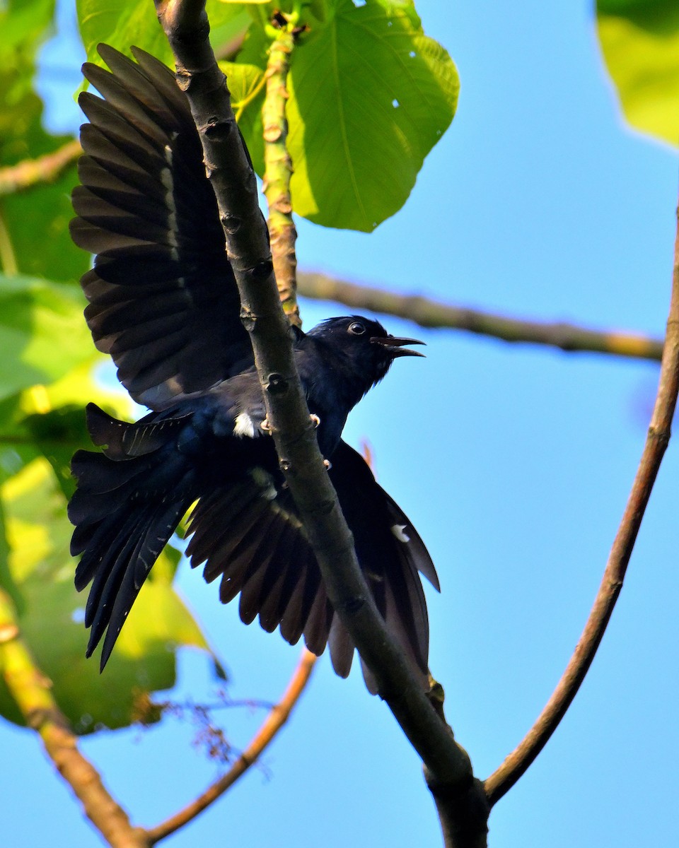 Square-tailed Drongo-Cuckoo - ML618606739