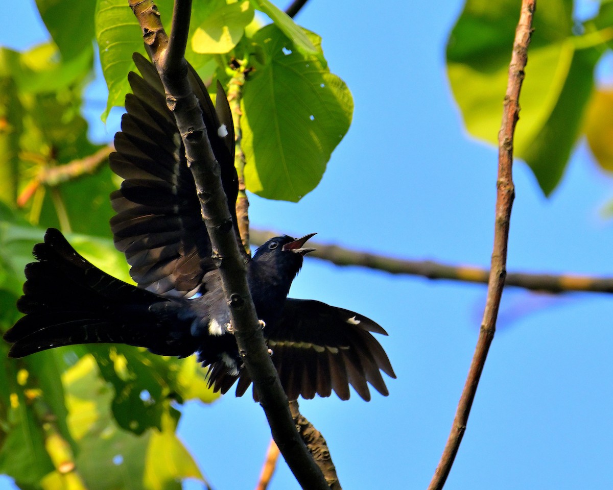 Square-tailed Drongo-Cuckoo - ML618606740