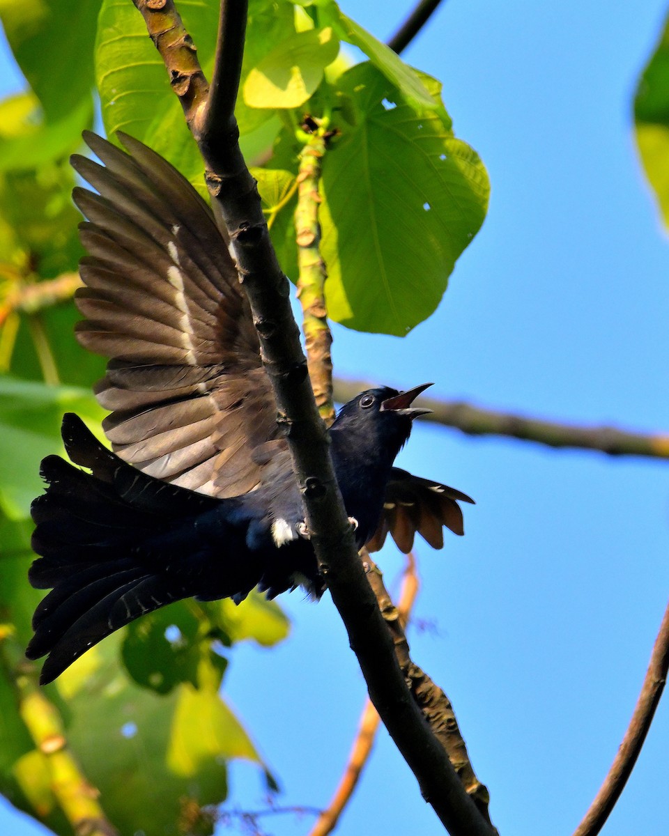 Square-tailed Drongo-Cuckoo - ML618606741