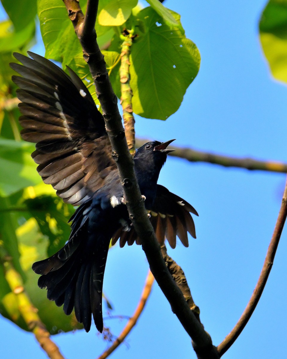 Square-tailed Drongo-Cuckoo - ML618606742